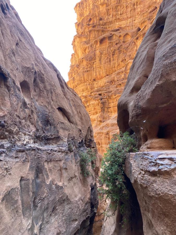 Rum Arjaan Camp Wadi Rum Exterior foto